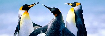 Tourinfo Intern Bild Pinguine